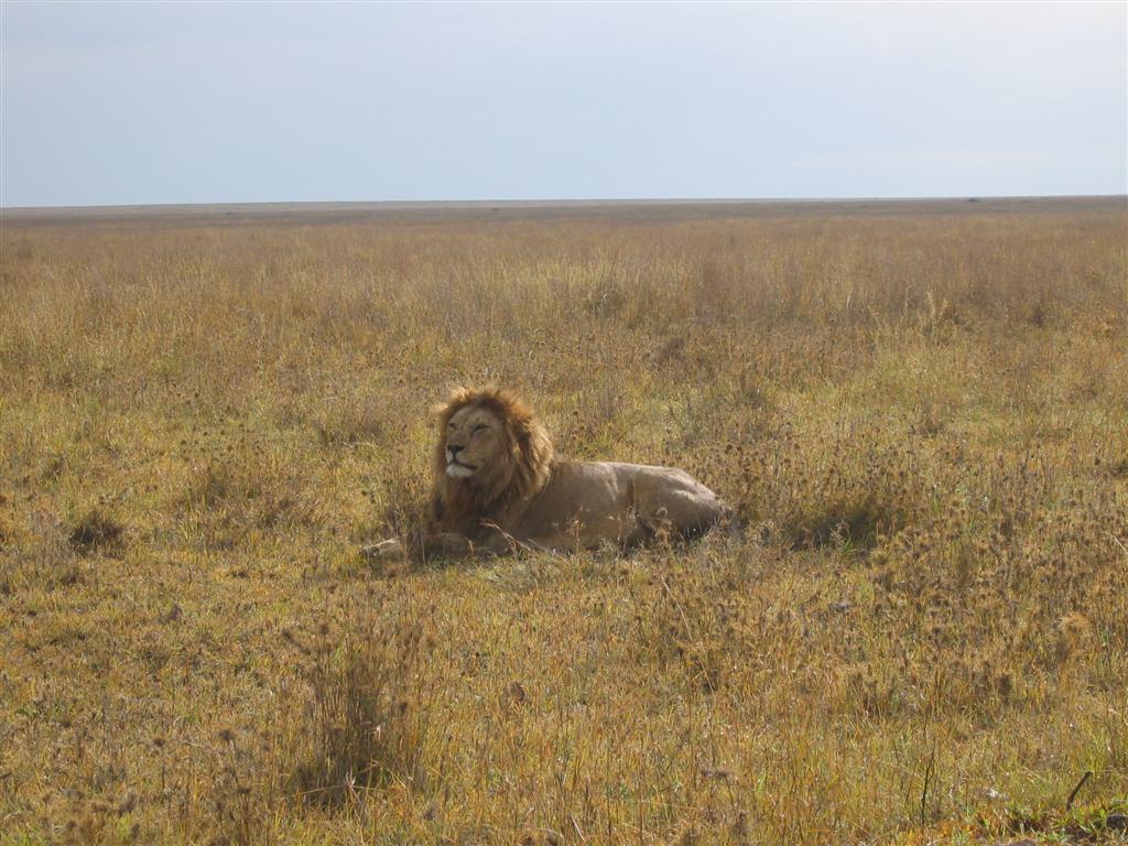 Tansania - Löwe